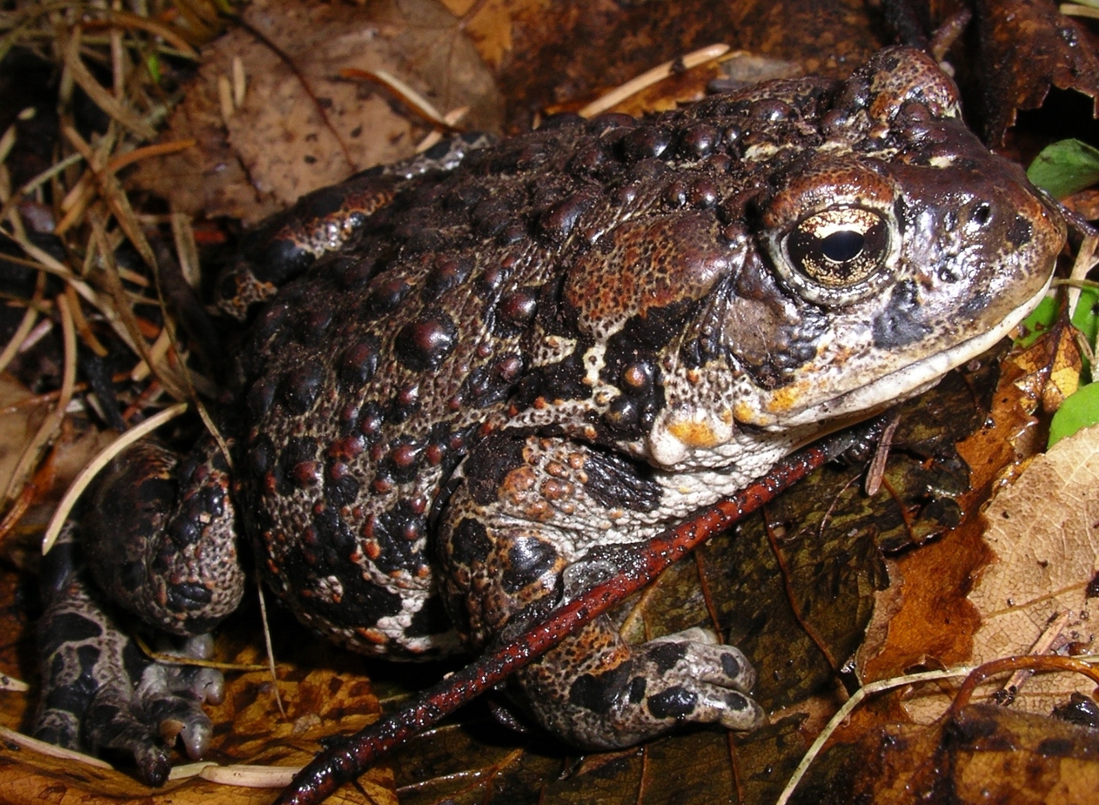 Western Toad  Anaxyrus boreas 